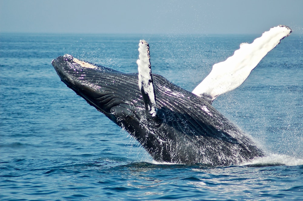 Humpback Whale Ocean