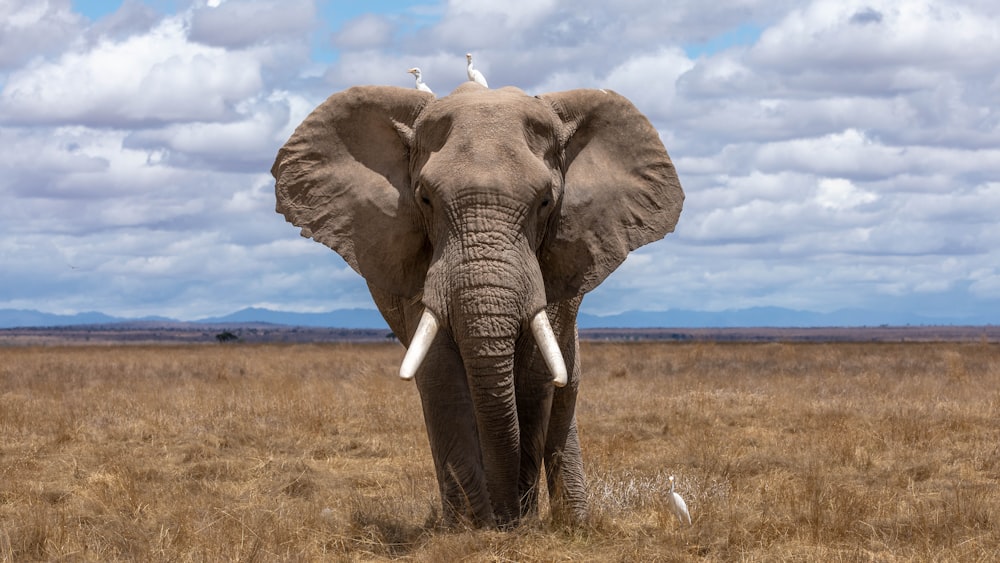 Elephant Herd Savanna