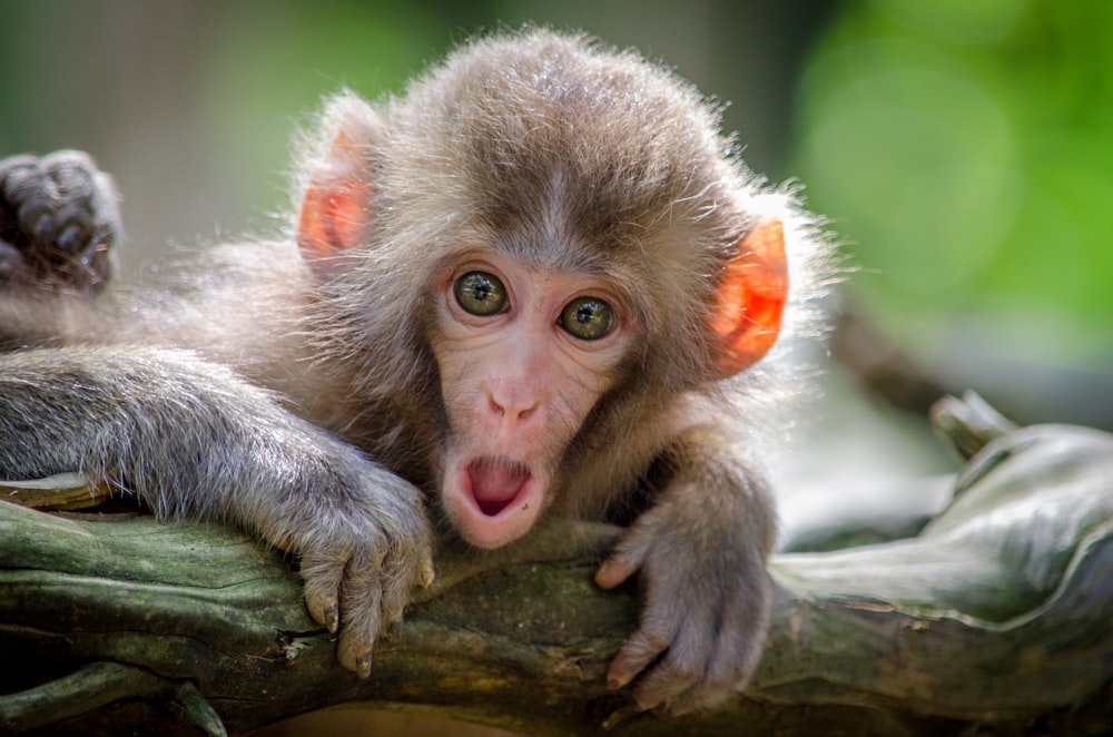 Chimpanzee Medicinal Plants